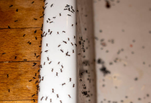 Spider Control Near Me in Brookhaven, MS