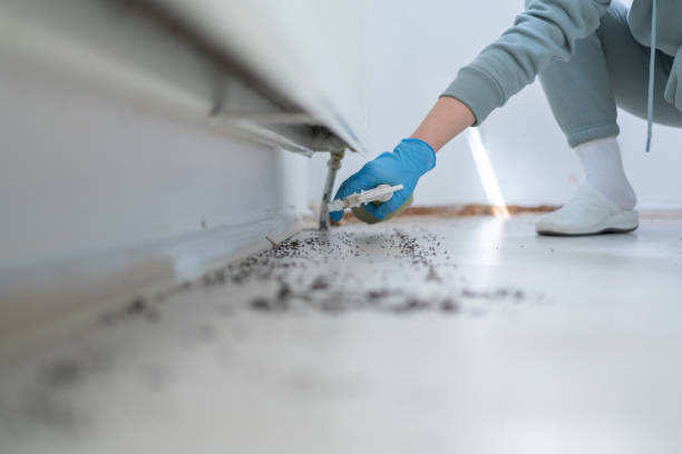 Professional Pest Control in Brookhaven, MS